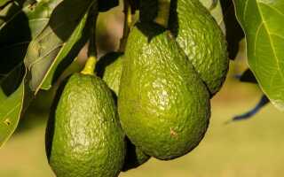 Как вырастить авокадо из камня в домашних условиях