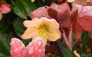 Как вырастить морозник — цветущие зимой многолетники в саду