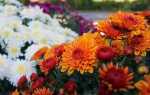 Болезни кладбищенских цветов — астр и хризантем