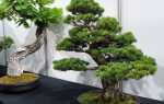 Дерево бонсай — мы рекомендуем растения, за которыми легко ухаживать