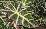 Амазонская амазонка: растение в горшке с великолепными листьями. Выращивание, требования —