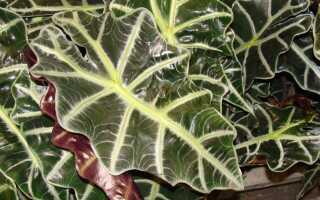 Амазонская амазонка: растение в горшке с великолепными листьями. Выращивание, требования —