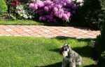Собака в саду: как защитить себя от повреждений