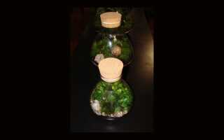 Оранжерея в миниатюре или сад в бутылке