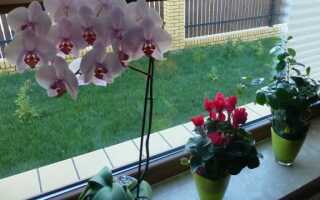 Орхидеи или цветы любви — как их выращивать, разводить и выращивать