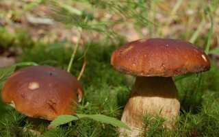 Грибы на участке — можно ли выращивать грибы в саду?