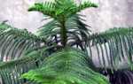 Араукария — хвойное дерево, которое можно выращивать в горшке.