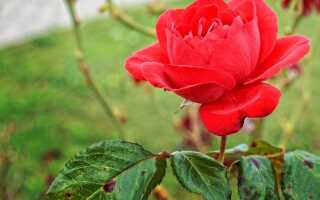 Болезни роз — симптомы, лечение, профилактика