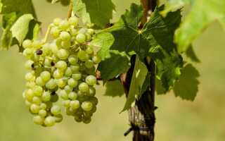 Виноград из сада — какие сорта выбрать и как их выращивать