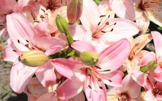 Древовидные лилии — как их выращивать и с какими растениями сажать