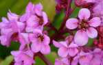 Берген — многолетние садовые растения, красивые и простые в выращивании