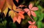 Винилы — лианы без требований, которые оживят осень