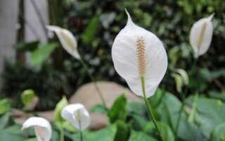 Skrzydłokwiat — красивый и легко выращиваемый цветок
