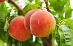 Персики — какие сорта выращивать в Польше. Болезни нападения на персики и борьба с ними