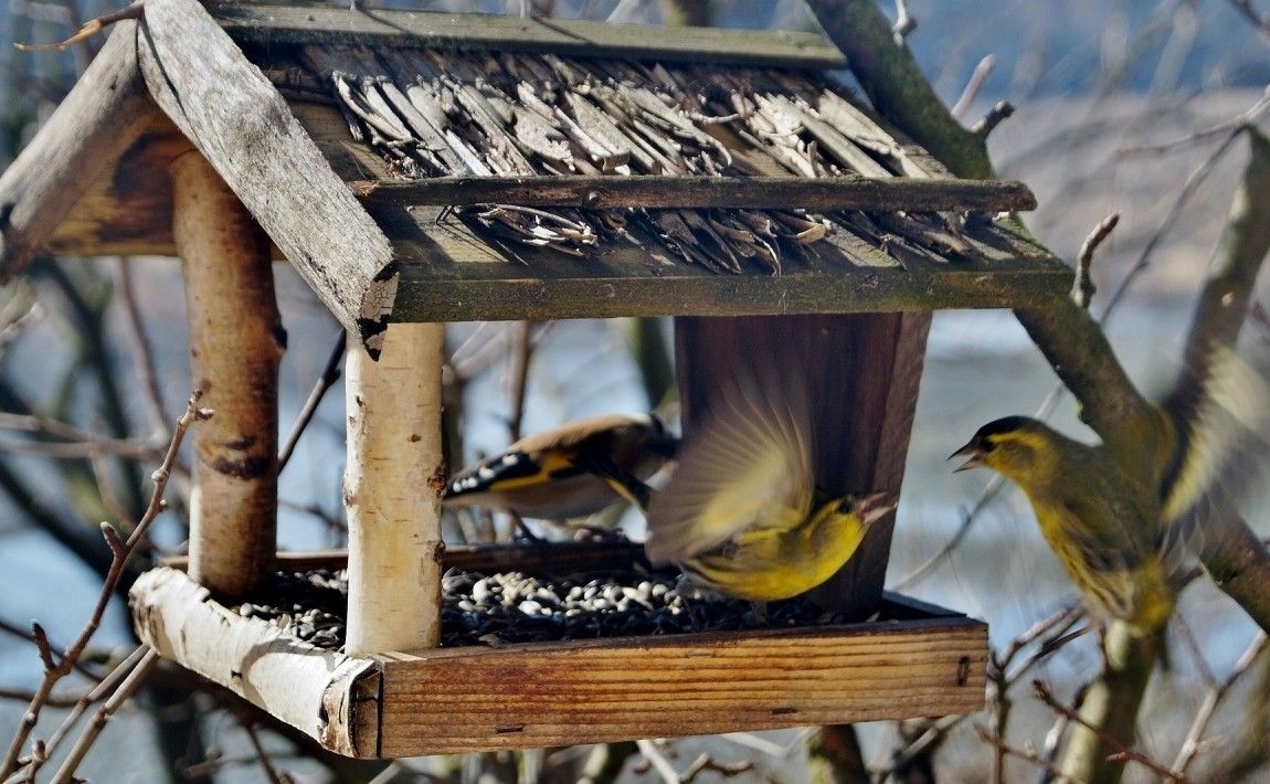 Чем и как кормить птиц зимой - E-garden