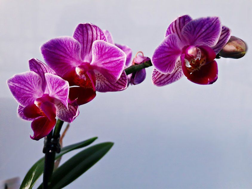 Побег из цветочной орхидеи