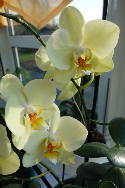 Орхидея вида Фаленопсис