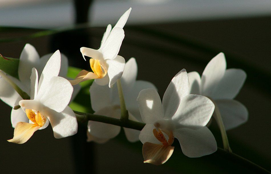 Орхидея - цветы