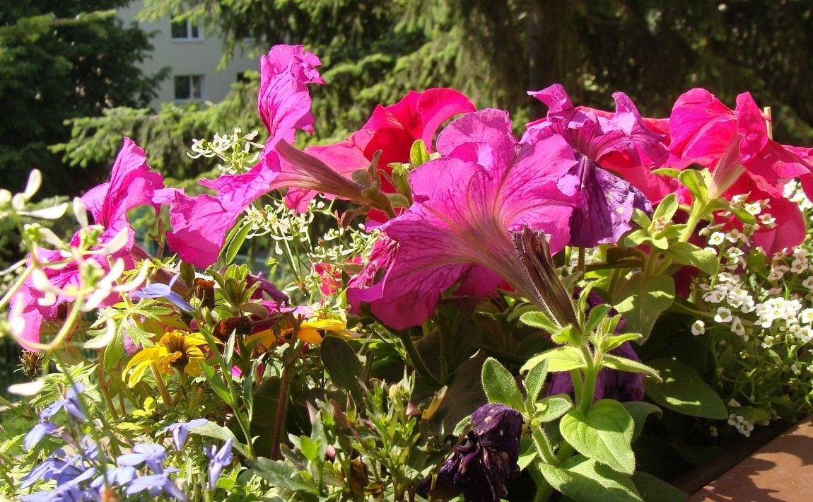 Цветы для балкона - подбираем и сажаем цветы - E-garden