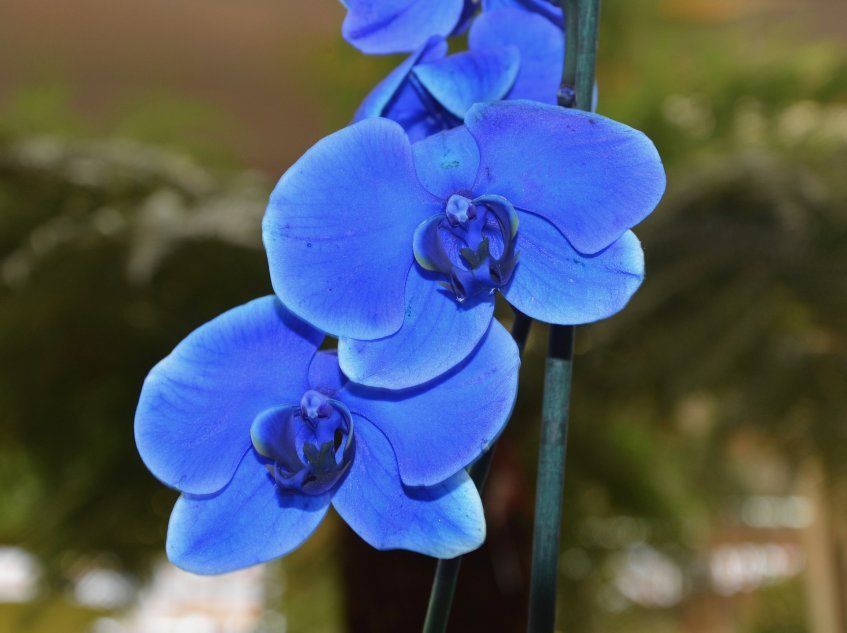 Синие цветы орхидеи