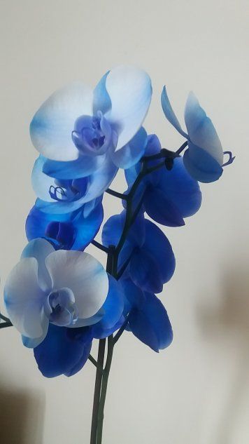 Голубая орхидея с более светлыми цветами