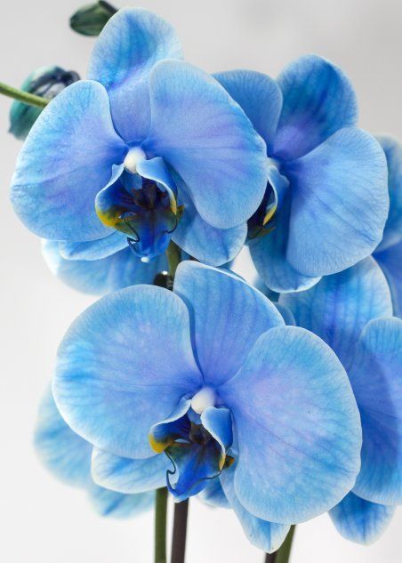 Голубые цветки орхидеи