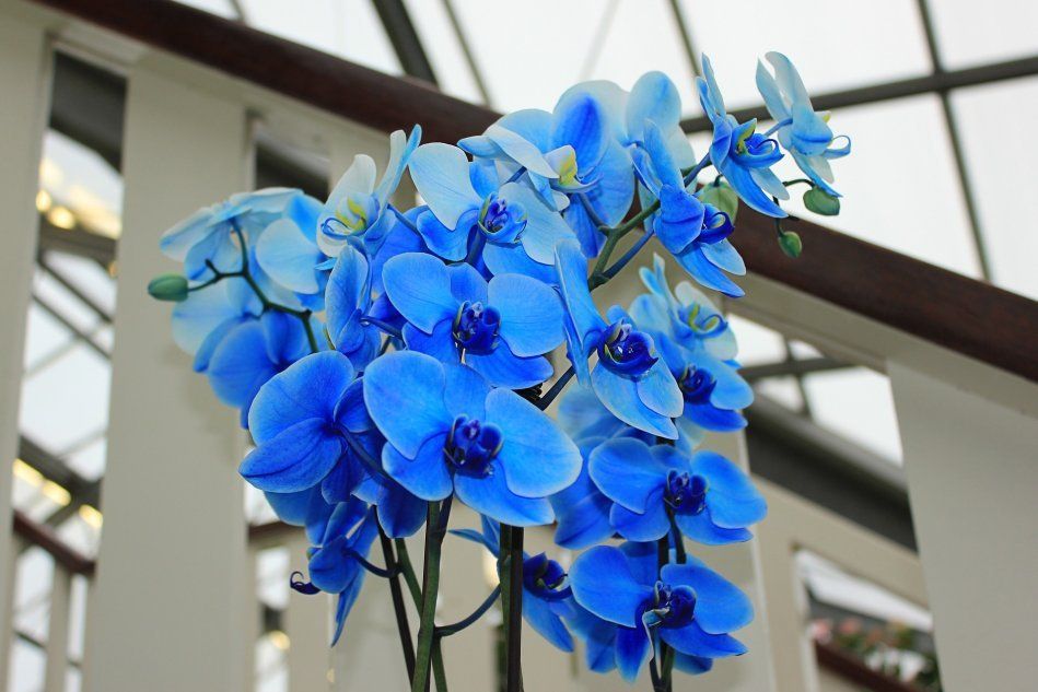 Цветущая голубая орхидея