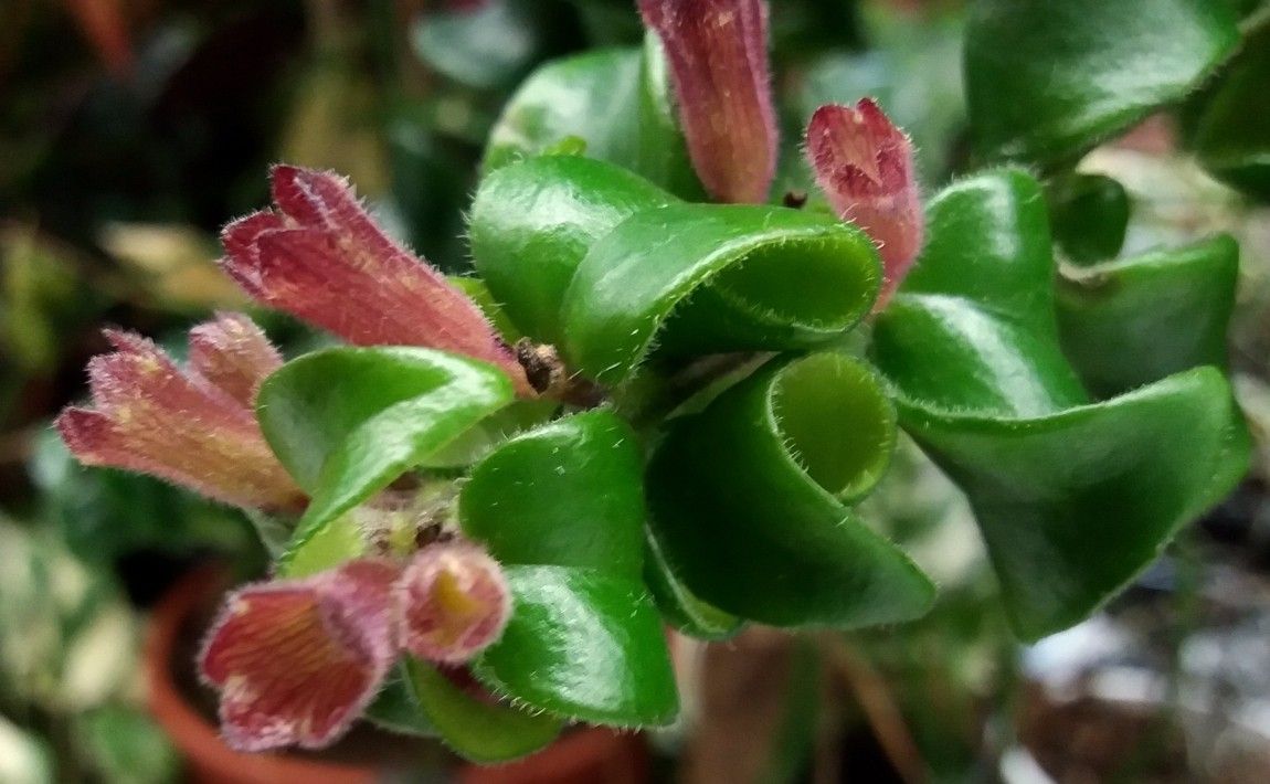 Как вырастить eschynanthus - узнайте о требованиях к этим горшечным растениям - E-garden