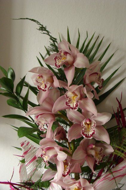 Цимбидиум Орхидея