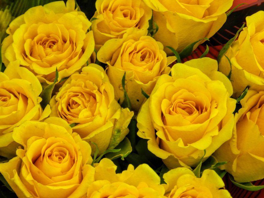 Желтые розы