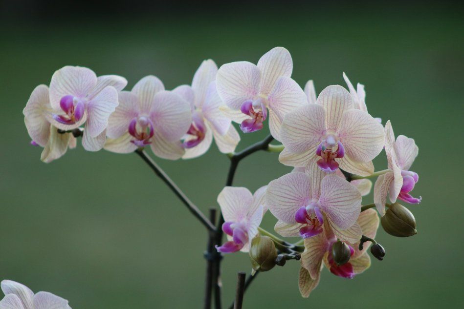 Цветущая орхидея фаленопсис