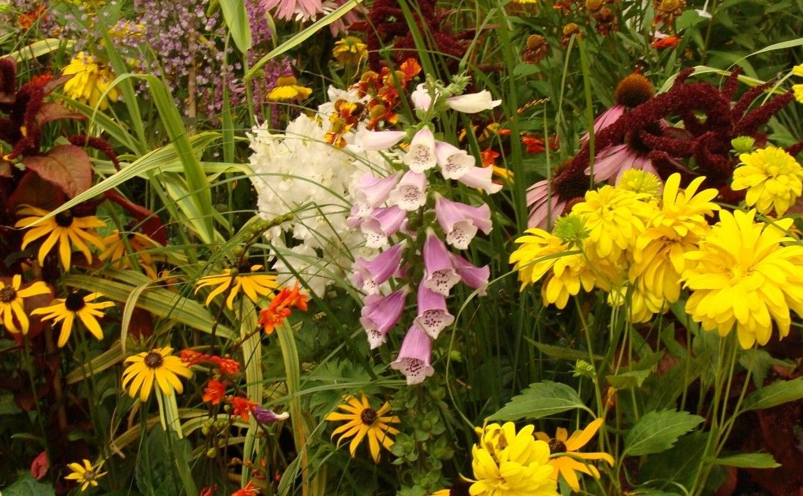 Скидка в сложных условиях: цветы для необычных садов - E-garden