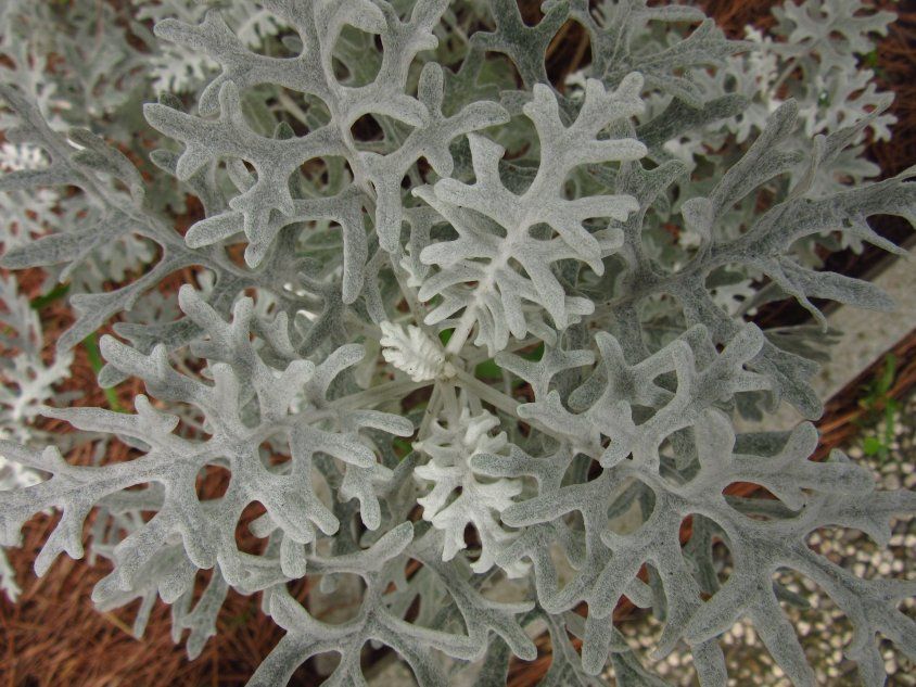 Василек Centaurea cineraria