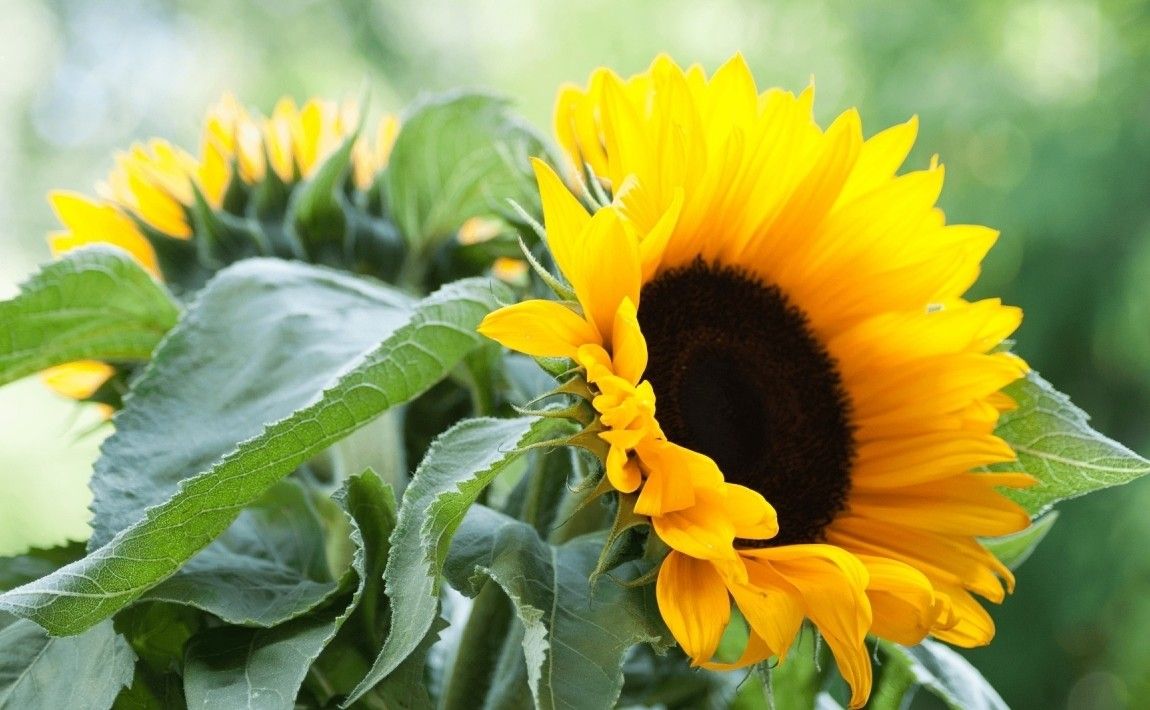 Цветы солнца в саду. Как вырастить обыкновенный подсолнух - E-garden