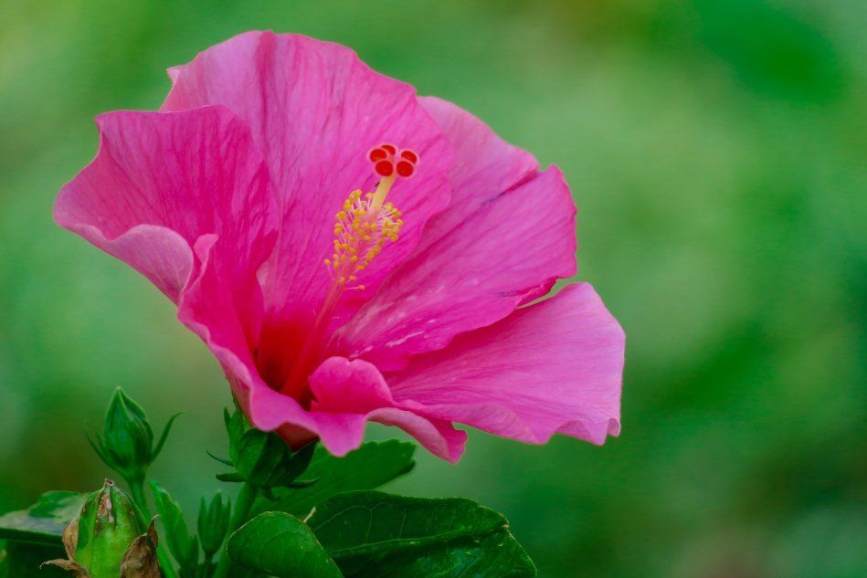Розовый цветок гибискуса - китайская роза