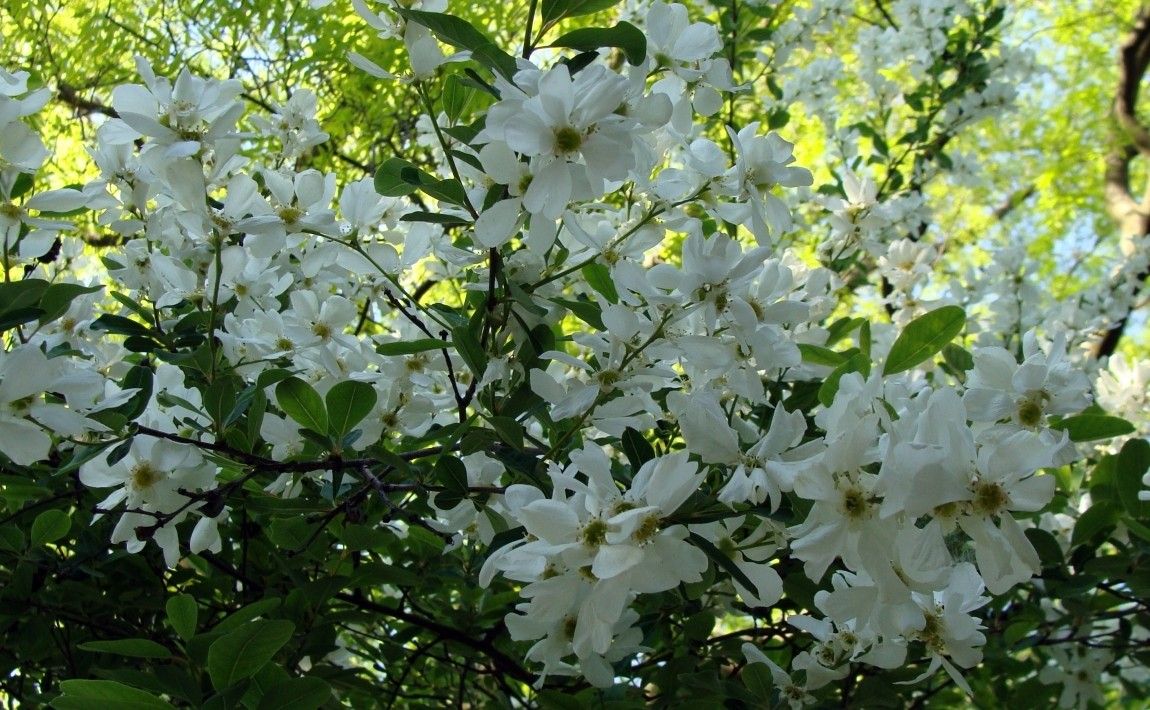 Крупное цветение: цветущий куст для сада. Выращивание, стрижка, уход - E-garden
