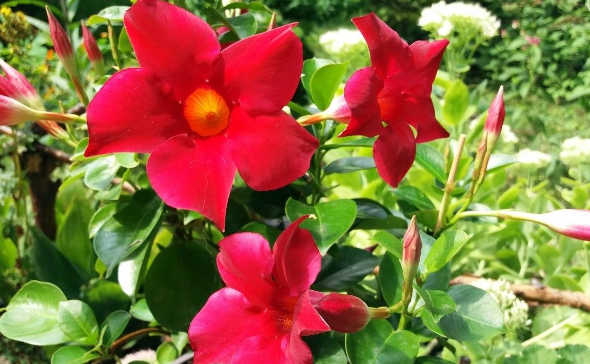 Мандевиль и Сандавиль - цветущие лозы. Как вырастить их (дольше сезона) - E-garden
