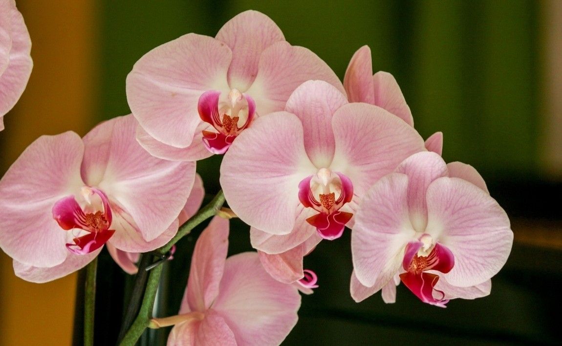 Ошибки при выращивании орхидей - чего следует избегать и о чем заботиться - E-garden