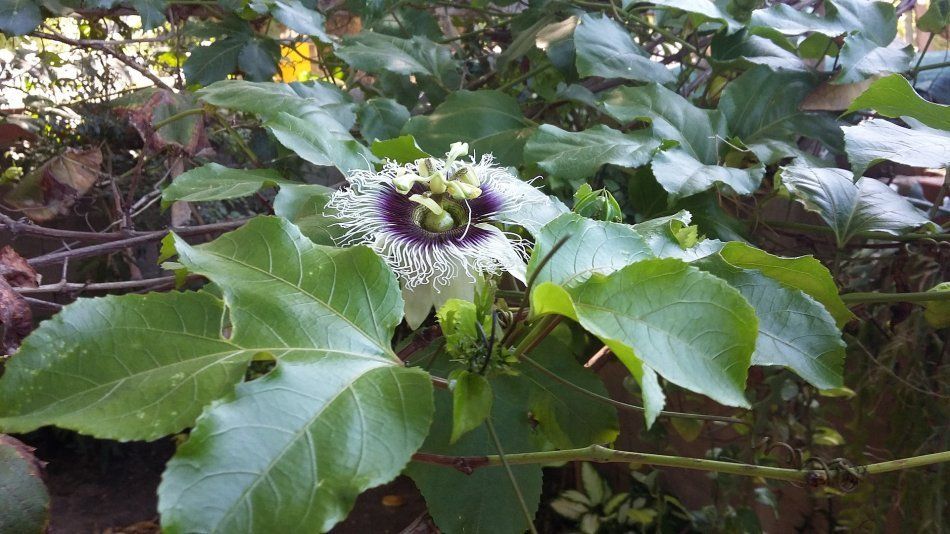 Пассифлора съедобная - Passiflora edulis