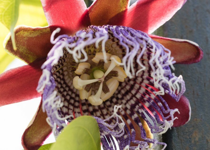 Пассифлора гигантский цветок (Passiflora quadrangularis)