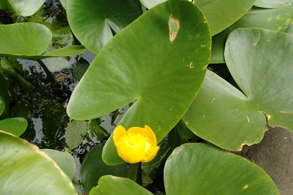 Желтая водяная лилия