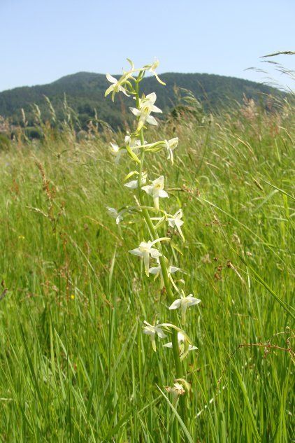 Дикая Орхидея - Белый Подколан