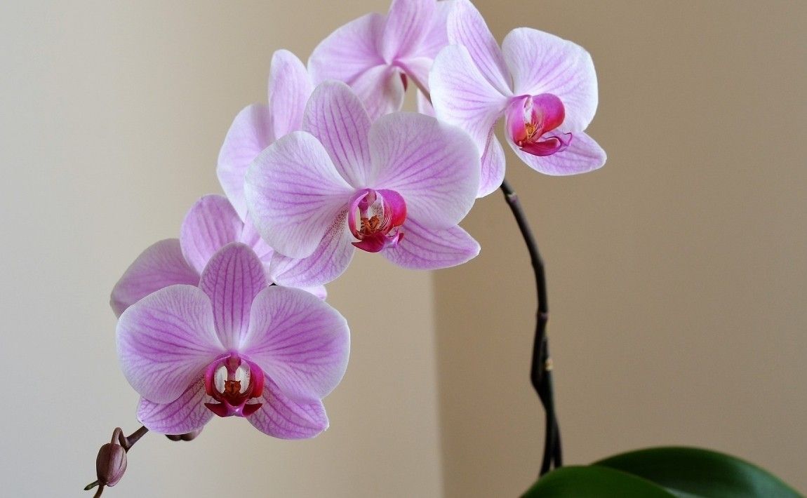 Самостоятельное размножение орхидей. Как сделать это шаг за шагом - E-garden