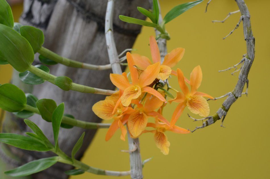 Орхидея вида дендробиум