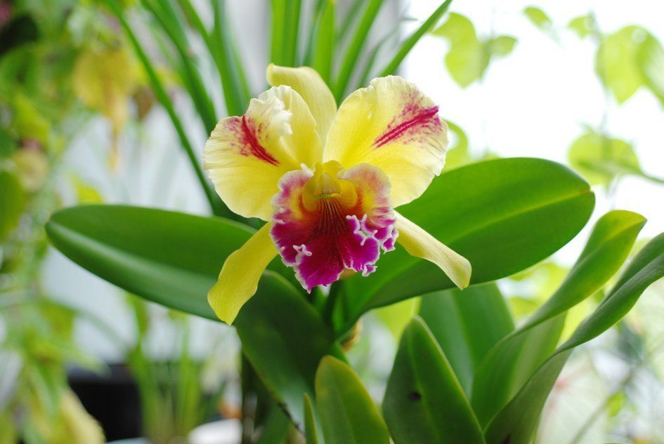 Каттлея орхидея (катлея)