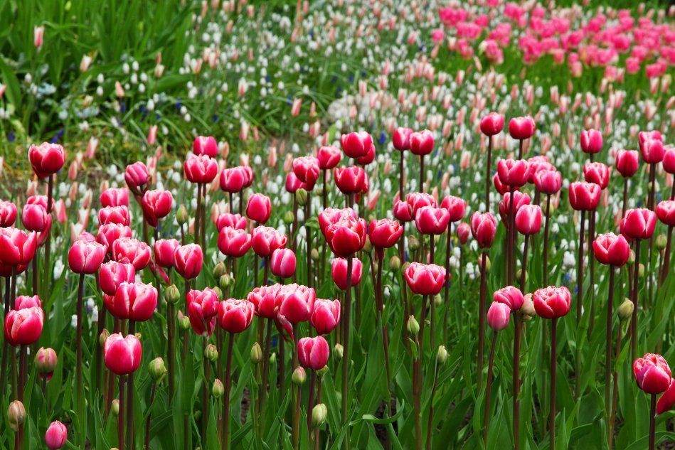Цветущие тюльпаны