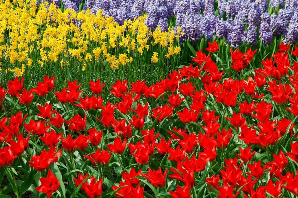 Разноцветные тюльпаны, нарциссы и гиацинты
