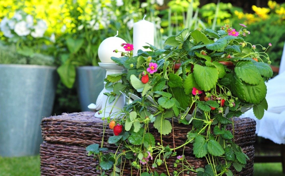 Как выращивать фрукты на балконе: сажать деревья и кустарники - E-garden