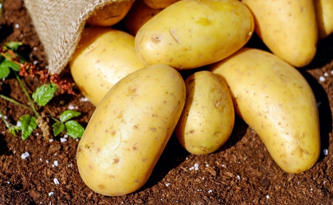 Какой картофель для приготовления, салатов и жарки. Руководство по картофелю - E-garden