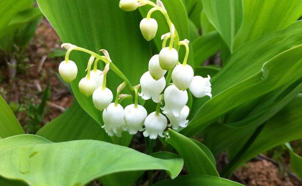 Ландыши в саду - ароматные цветы для тенистых скидок - E-garden